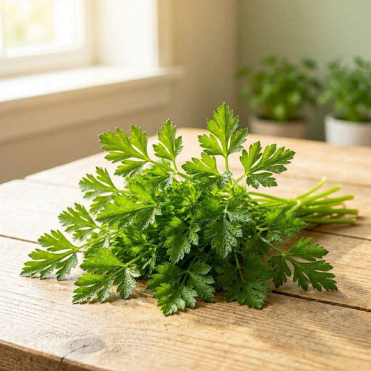 Hadi Al Solh Parsley Bunch - بقدونس ضمة (Pre-Order)