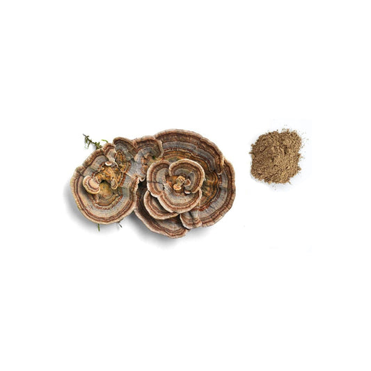 Herbaty - ORGANIC TURKEY TAIL MUSHROOM POWDER